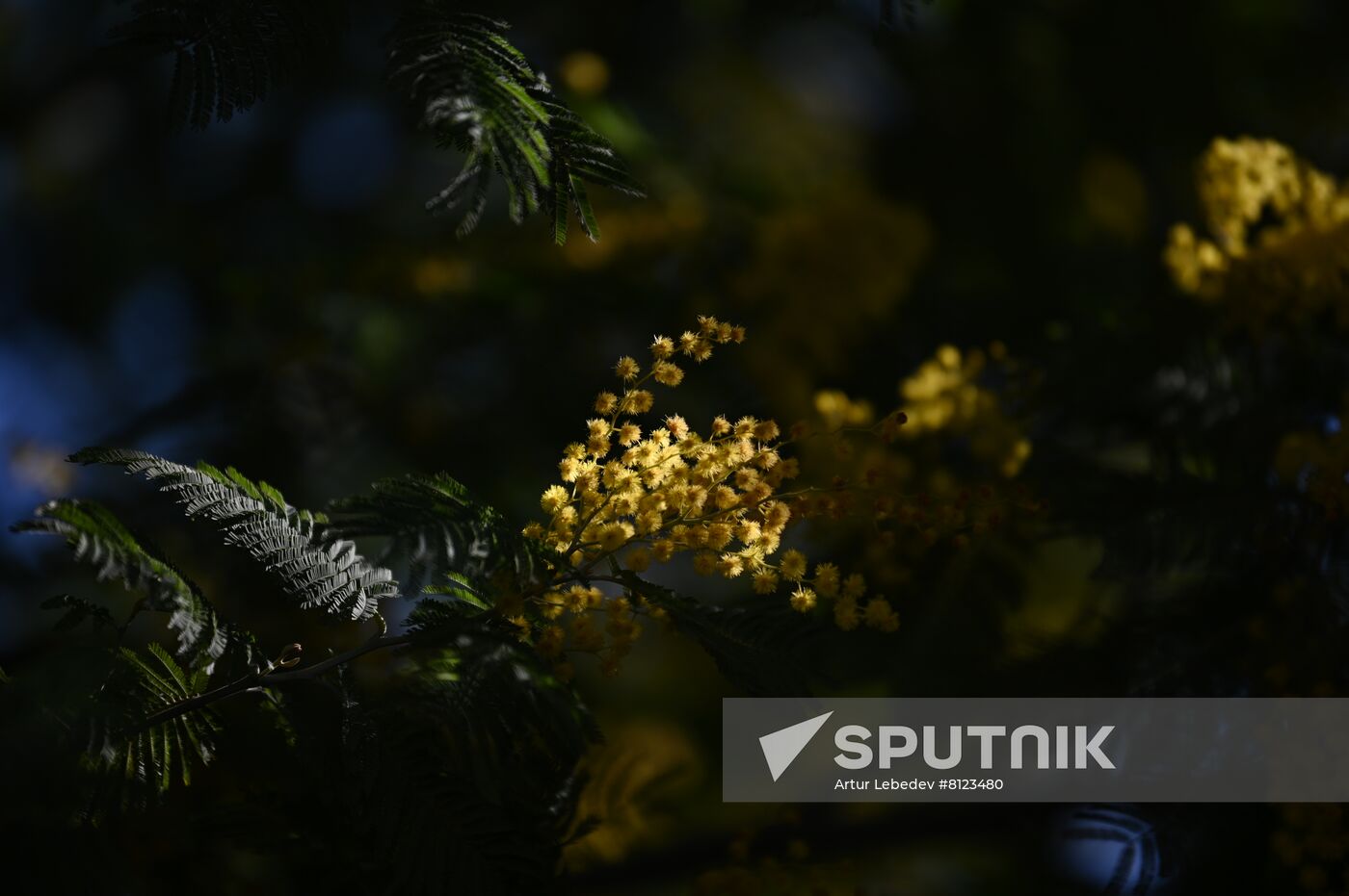 Russia Mimosa