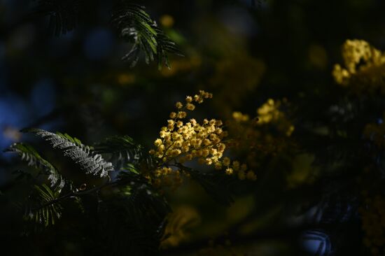 Russia Mimosa