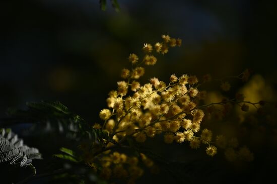 Russia Mimosa