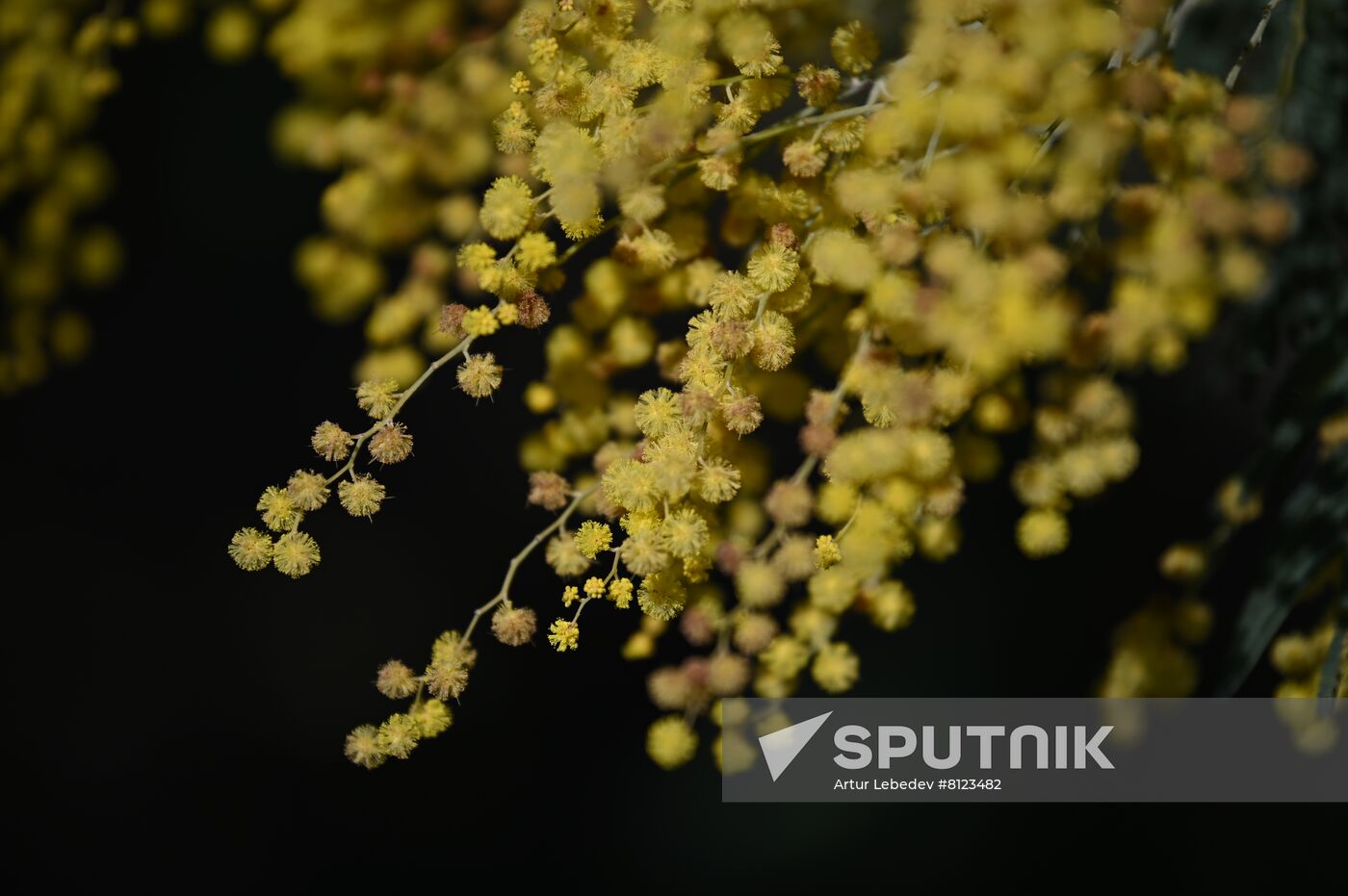 Russia Mimosa