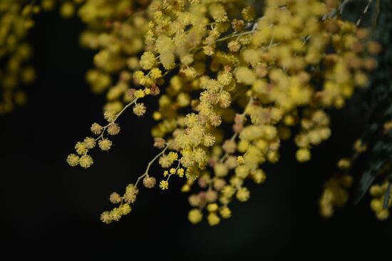 Russia Mimosa