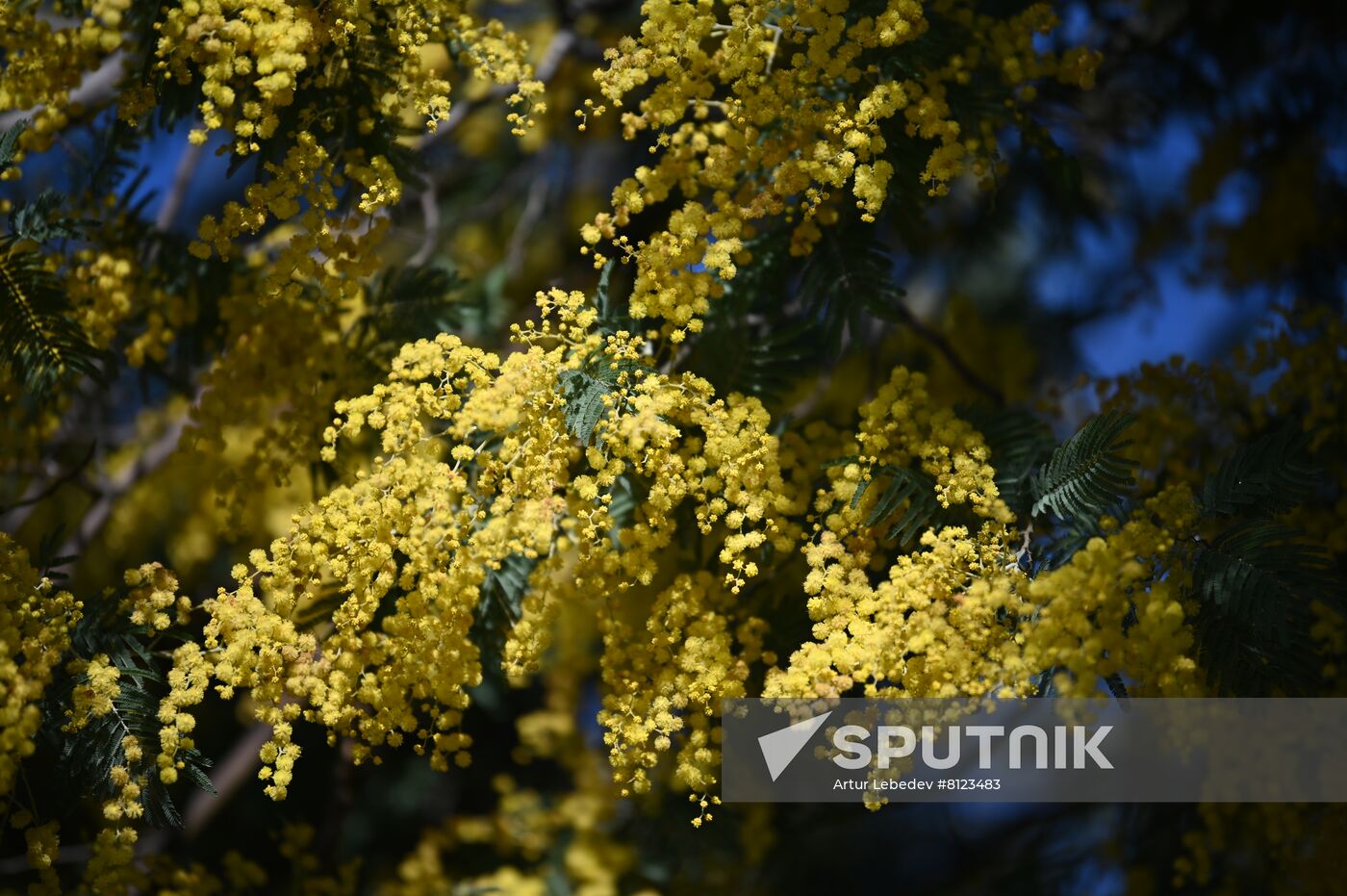 Russia Mimosa