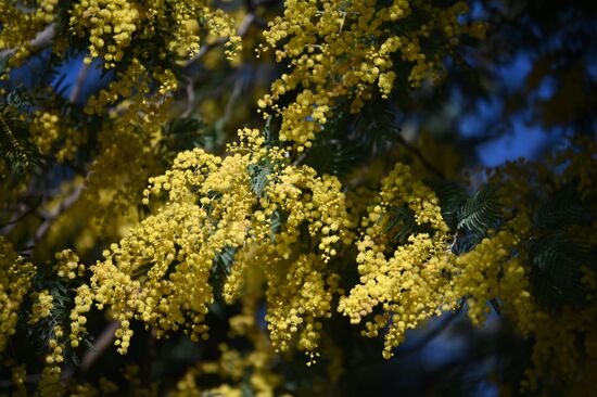Russia Mimosa