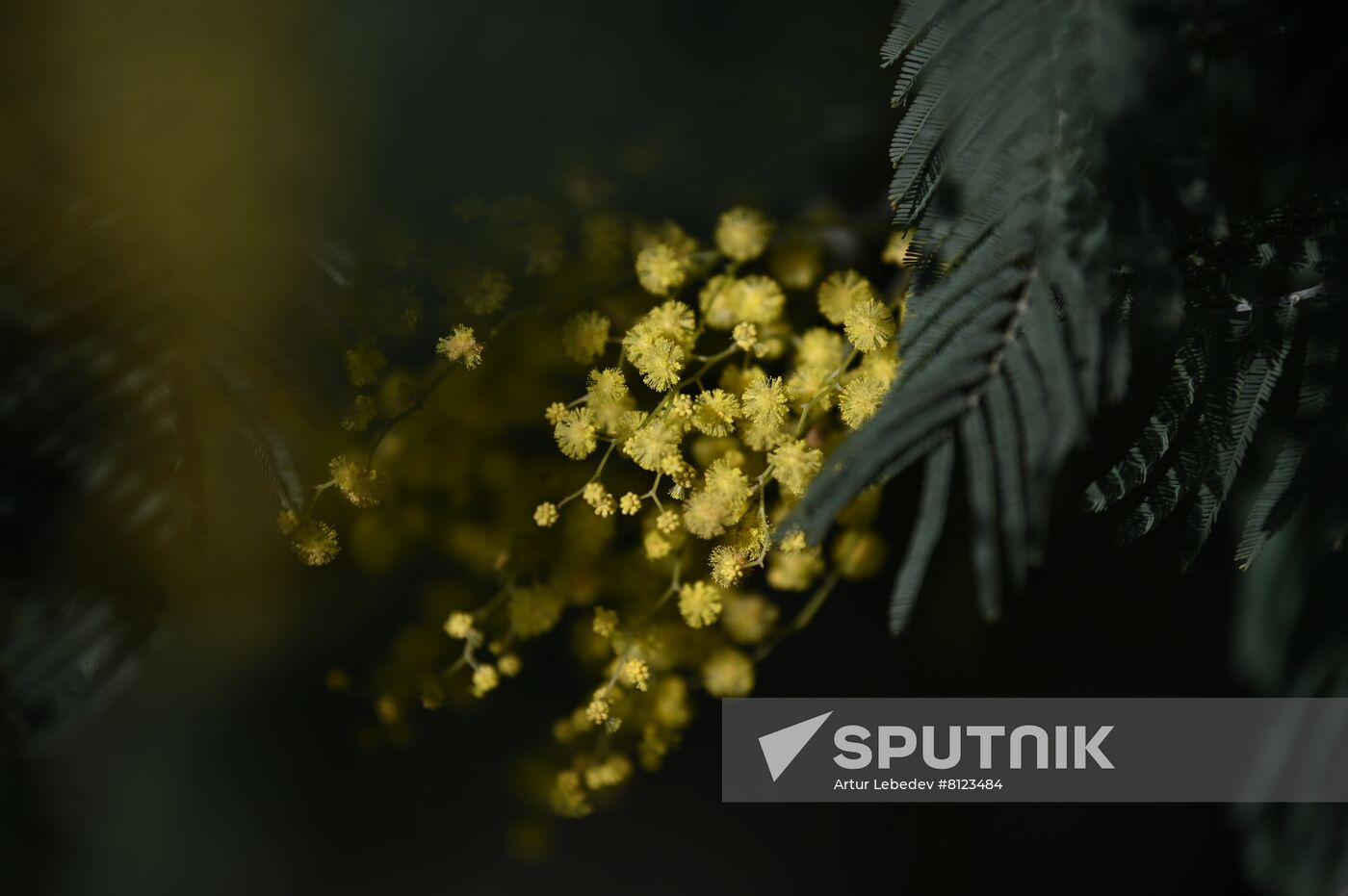 Russia Mimosa
