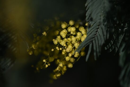 Russia Mimosa