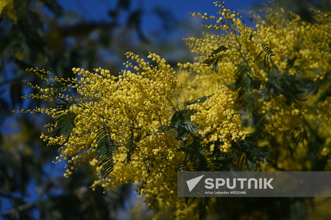 Russia Mimosa