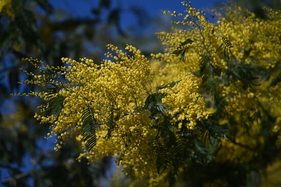 Russia Mimosa