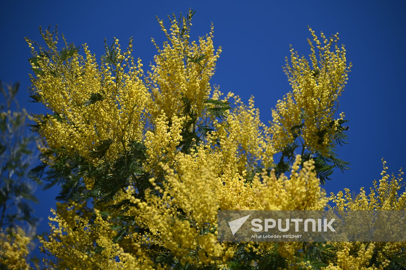 Russia Mimosa