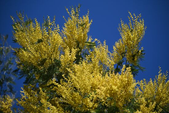 Russia Mimosa