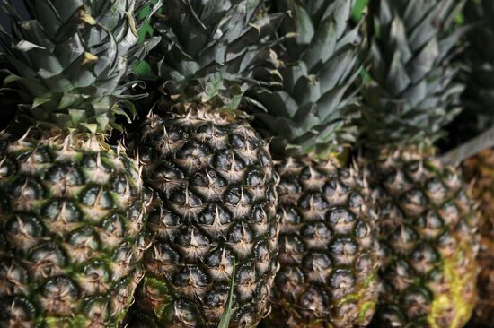 Foodstuffs at Lenta (Ribbon) store