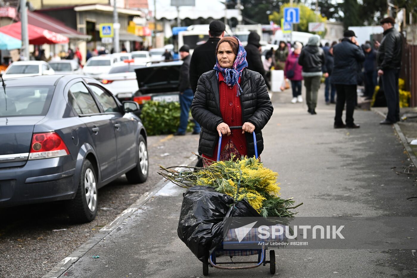 Russia Mimosa