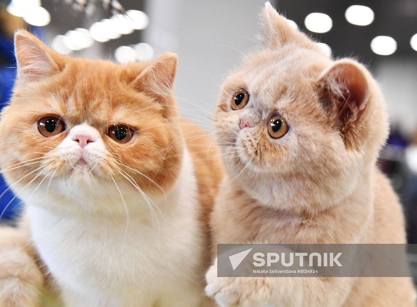 Russia Cat Exhibition