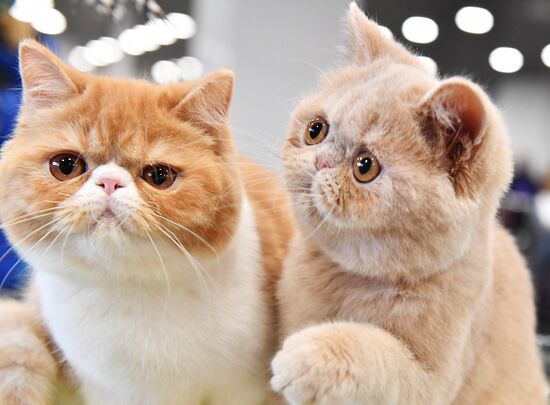 Russia Cat Exhibition
