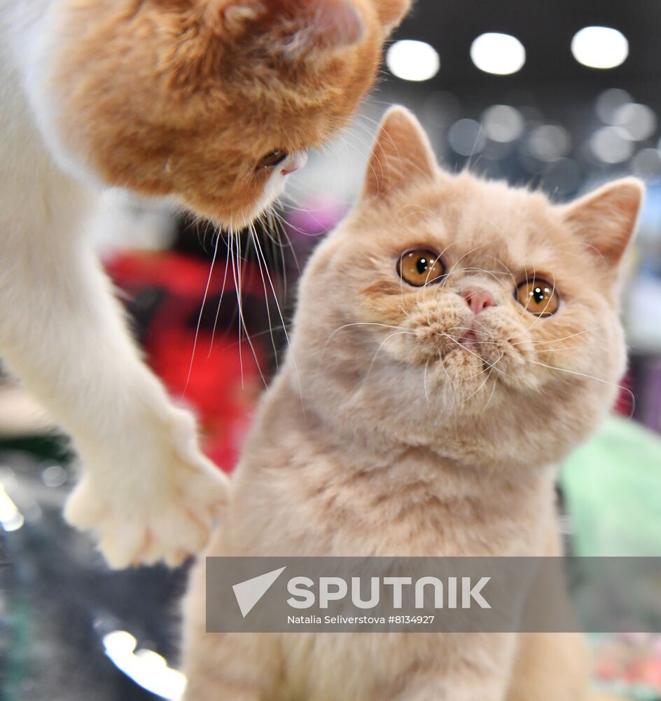 Russia Cat Exhibition