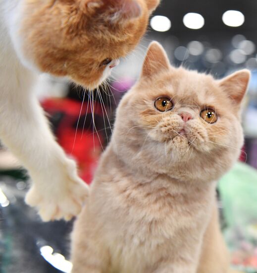 Russia Cat Exhibition