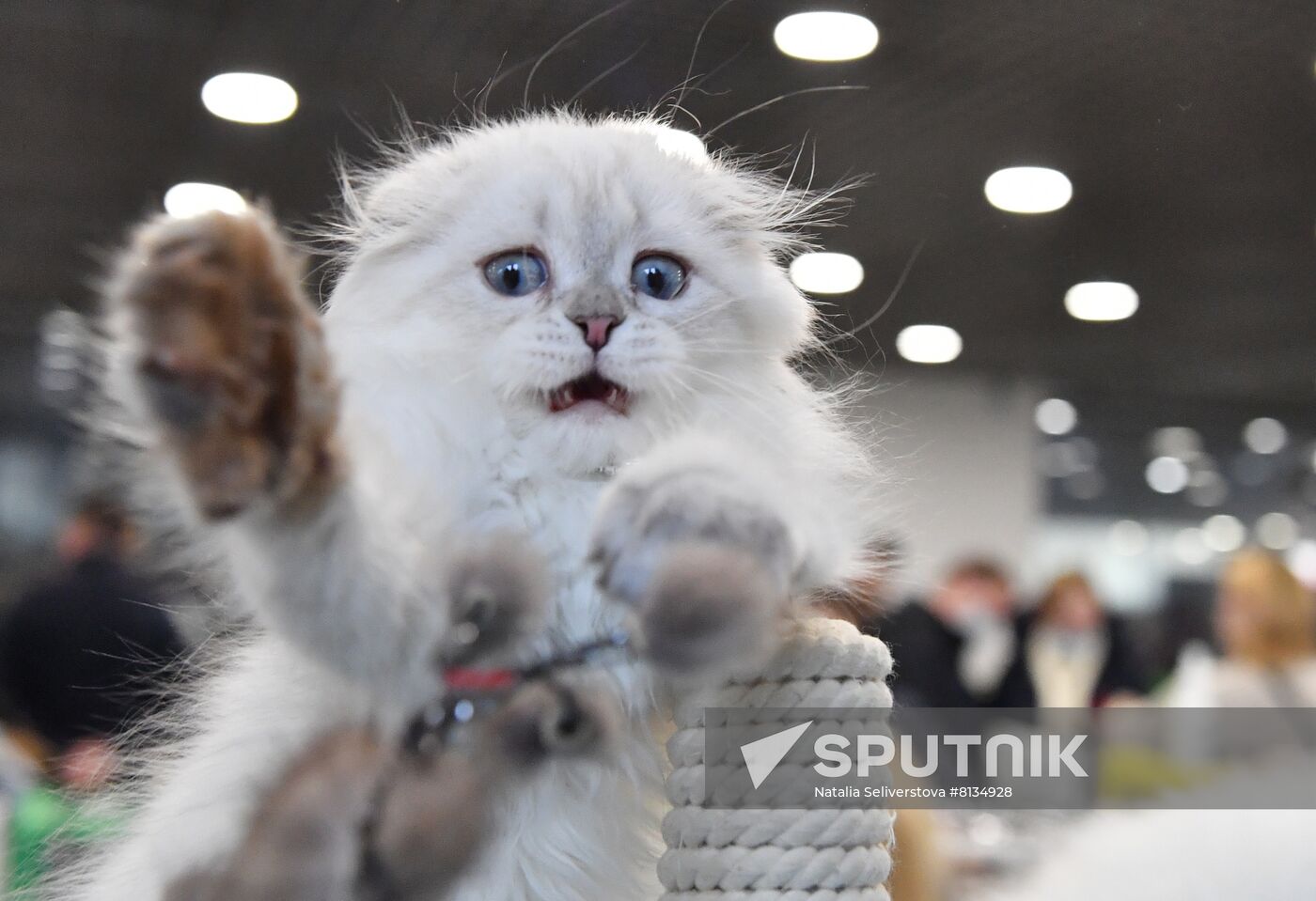 Russia Cat Exhibition