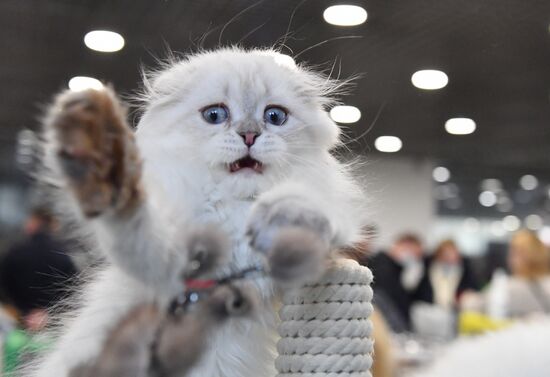 Russia Cat Exhibition