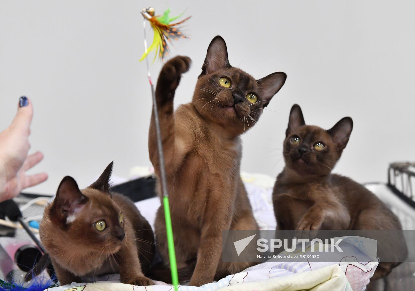 Russia Cat Exhibition
