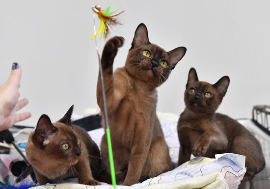 Russia Cat Exhibition