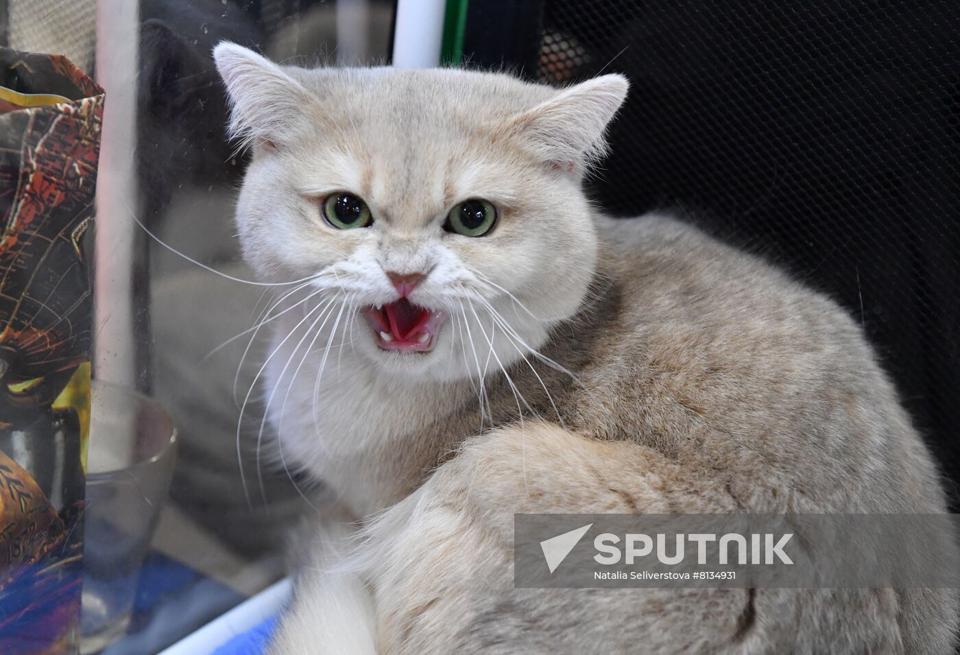 Russia Cat Exhibition