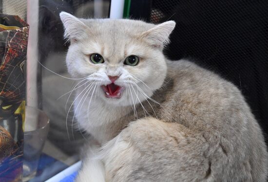 Russia Cat Exhibition