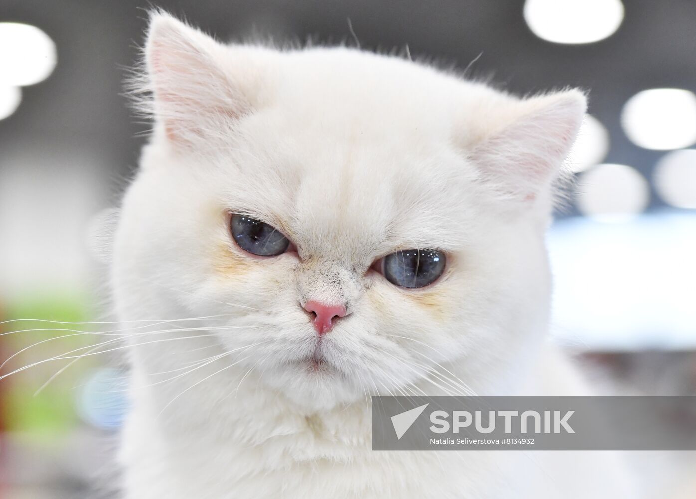 Russia Cat Exhibition