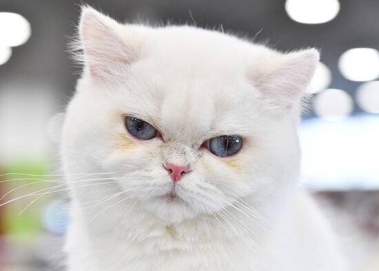 Russia Cat Exhibition