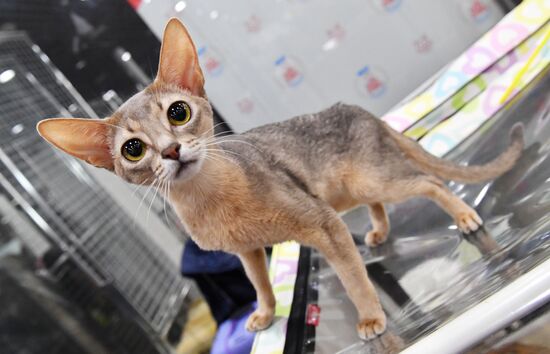 Russia Cat Exhibition