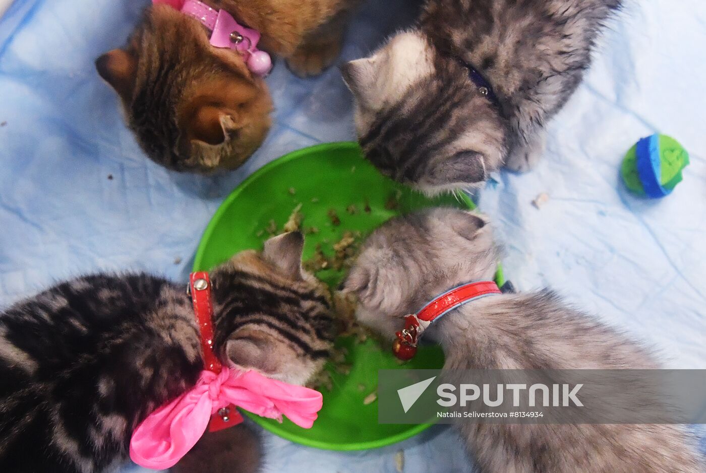 Russia Cat Exhibition