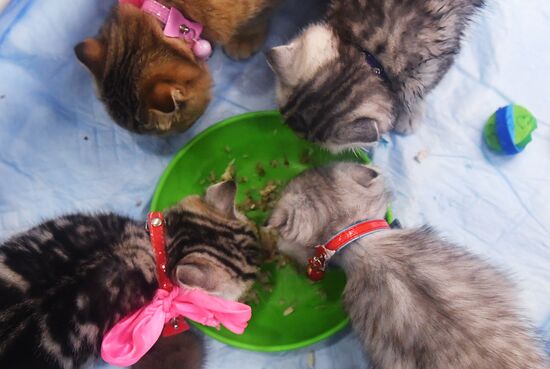 Russia Cat Exhibition