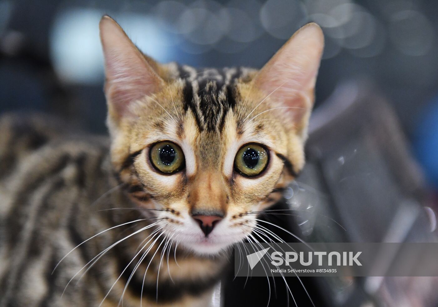 Russia Cat Exhibition