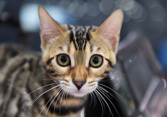 Russia Cat Exhibition