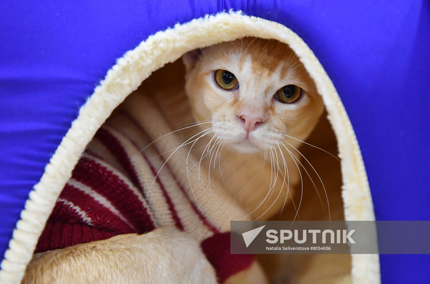 Russia Cat Exhibition