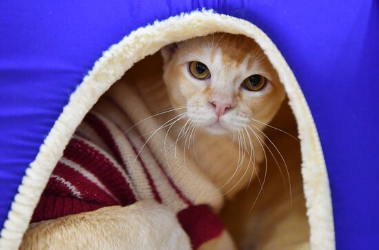 Russia Cat Exhibition