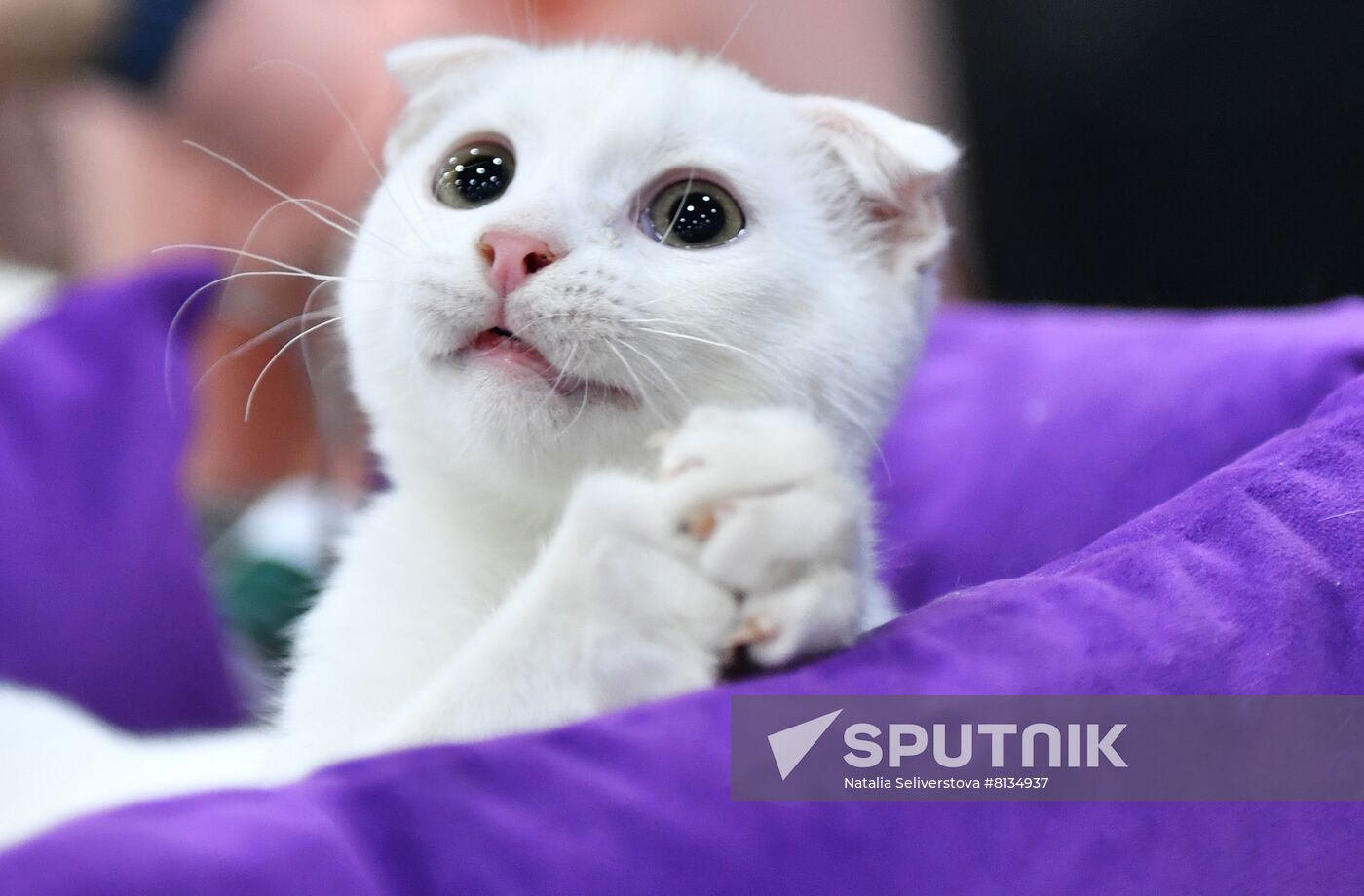 Russia Cat Exhibition