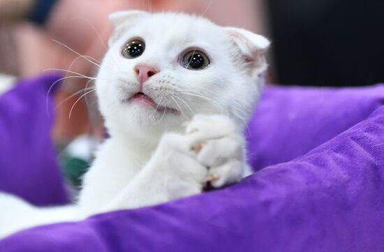Russia Cat Exhibition