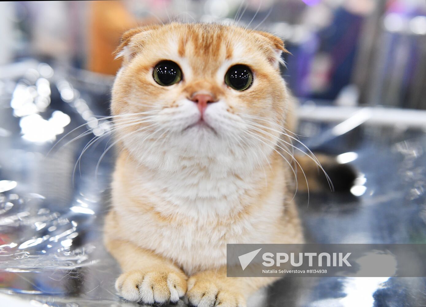 Russia Cat Exhibition