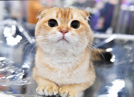 Russia Cat Exhibition