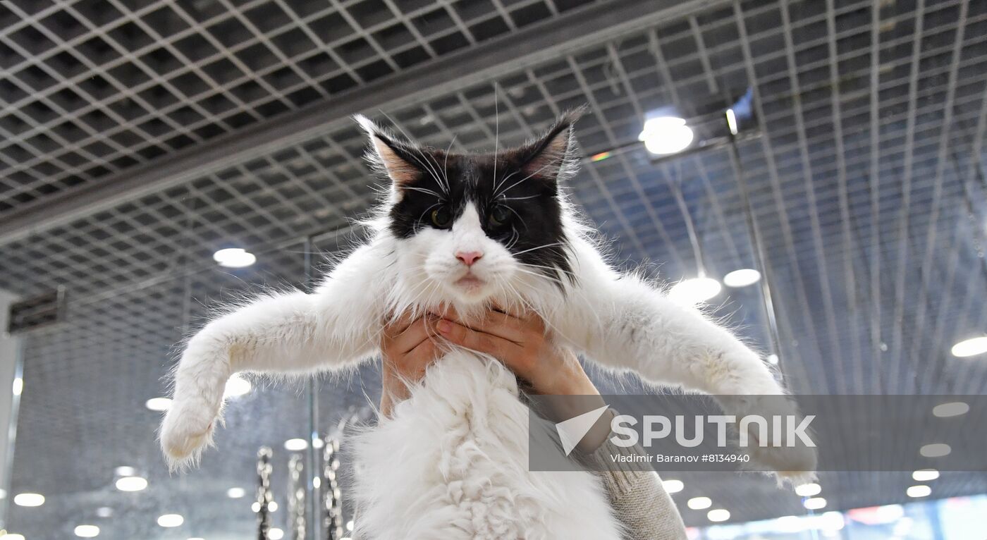 Russia Cat Exhibition
