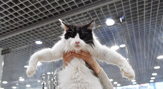 Russia Cat Exhibition