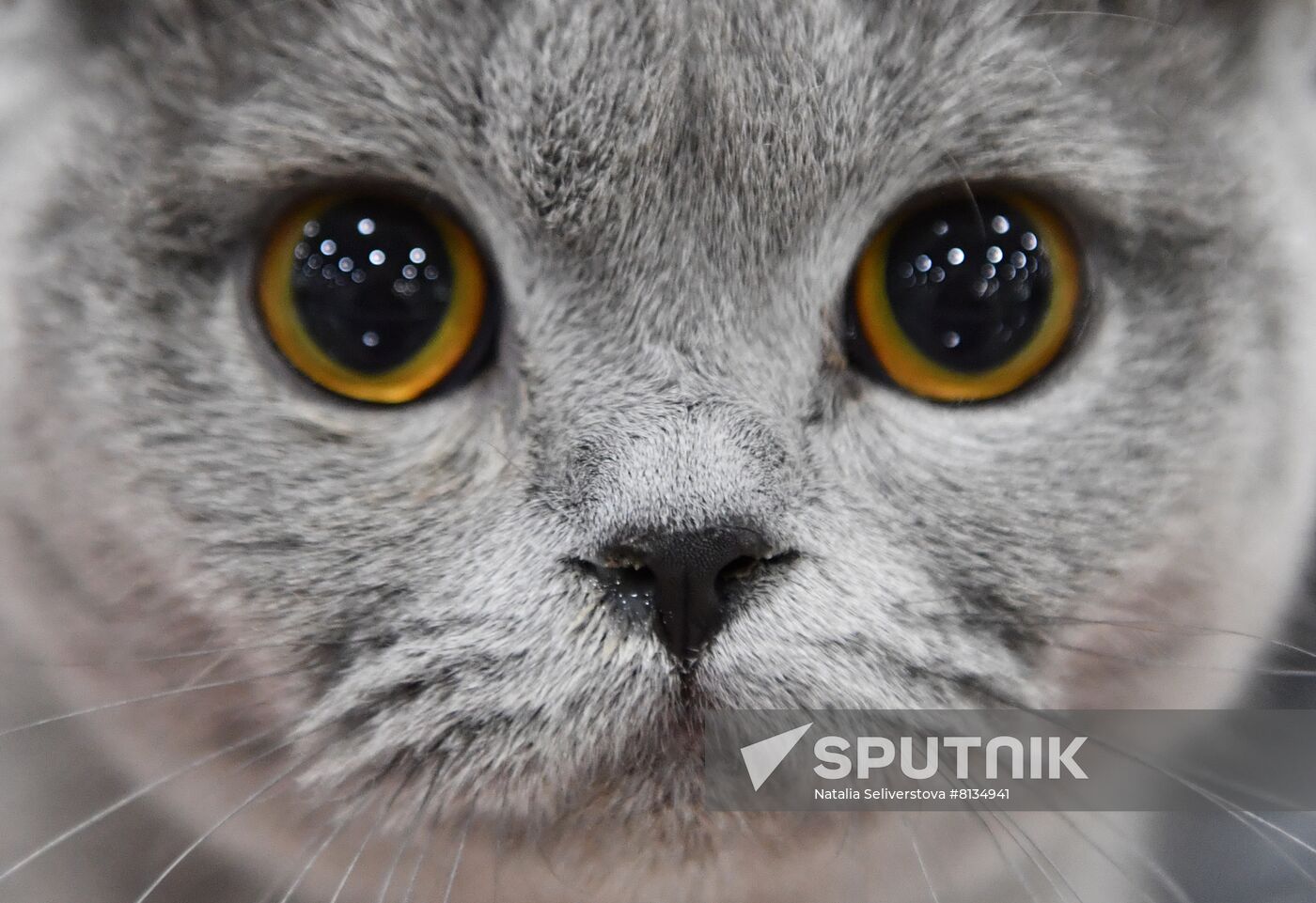 Russia Cat Exhibition