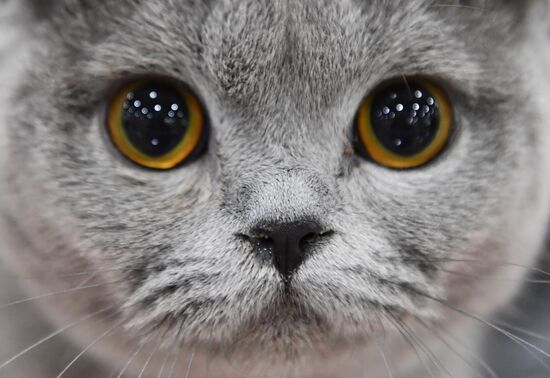 Russia Cat Exhibition