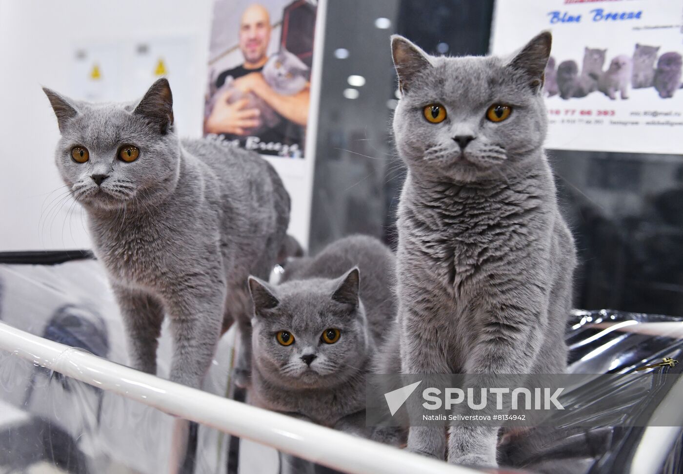Russia Cat Exhibition