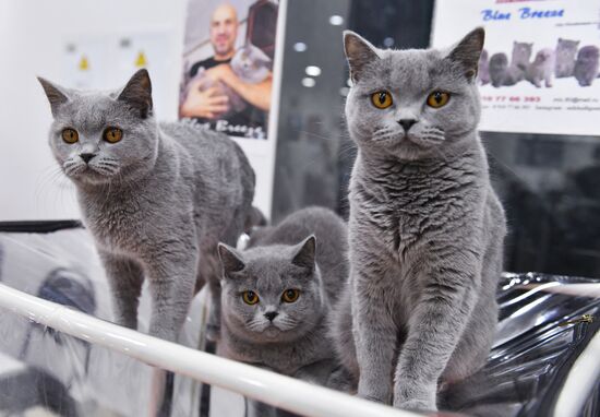 Russia Cat Exhibition