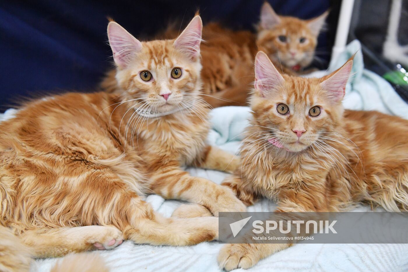 Russia Cat Exhibition