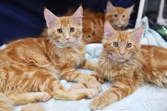 Russia Cat Exhibition