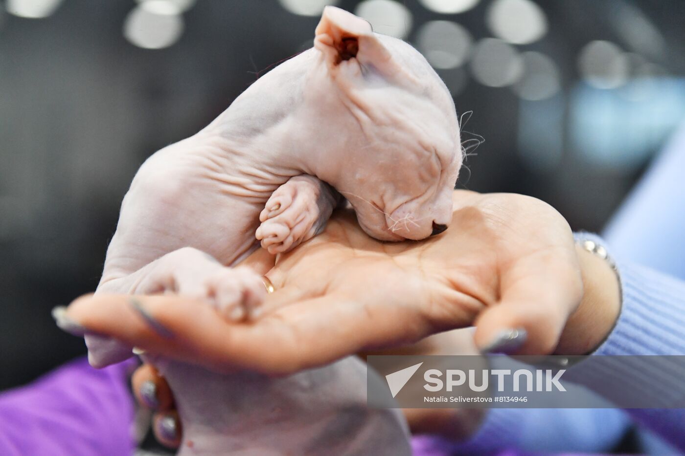 Russia Cat Exhibition