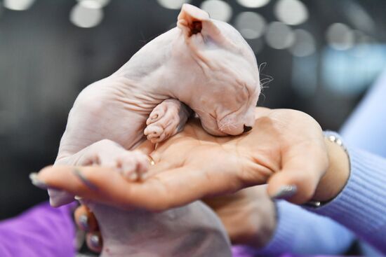 Russia Cat Exhibition