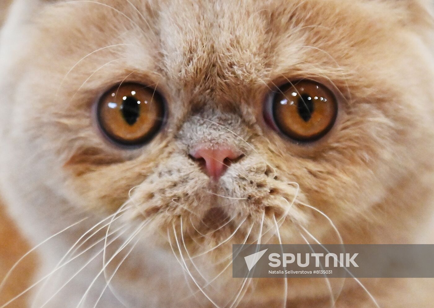 Russia Cat Exhibition