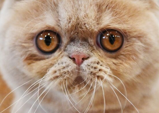 Russia Cat Exhibition